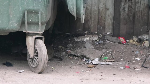 Large gray rats gather near garbage cans in search of food. The gray rat causes great harm by eating, polluting and spoiling various food products, as well as rendering various materials unusable.