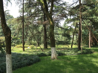 Greenery in public park