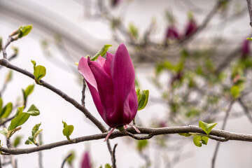 Purple magnolia  liliiflora flower bud on a branch with fresh green leaves, closeup. Early Spring in a chinese garden, China