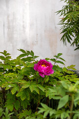Tree peony or paeony vibrant magenta flower, layered petals, woody stem and green foliage. Chinese garden in spring