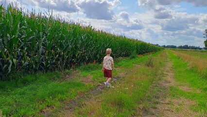 Wzdłuż pola z kukurydzą. © EwaAF