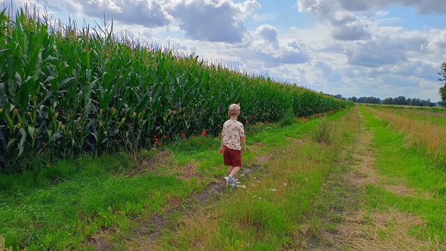 Wzdłuż pola z kukurydzą.