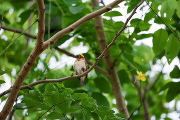 The yellow bird is rest and stay in the tree