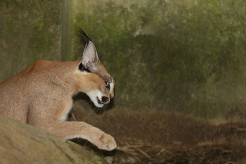 The Caracal caracal is wild animal
