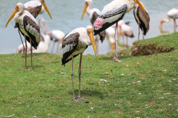 The Painted Stork bird (Mycteria leucocephala) in garden