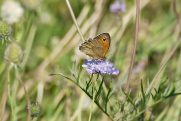 Meadow brown (maniola jurtina) butterfly sitting on a small scabious in Zurich, Switzerland
