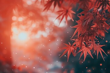 Maple Tree backgrounds plant maple.