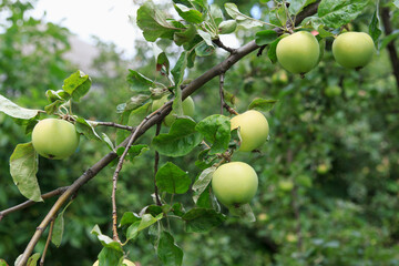 Green beautiful apples grow on a tree branch surrounded by lush green leaves