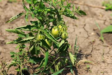 A small tomato plant with green, unripe tomatoes growing on it. Plant is surrounded by dry soil