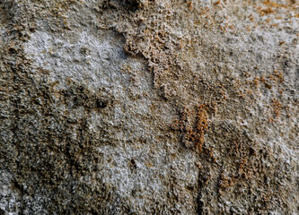 Dry moss on cement wall texture background