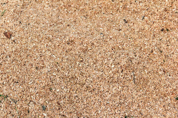 Close-up of fine wood shavings on a surface. Shavings are light brown and have a smooth texture