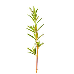 Rosemary sprig, needle-like green leaves, woody stem, macro photography, white background, culinary herb, gourmet cooking