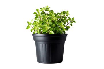 Fresh herb in black planter