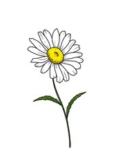Single twig flower chamomile yellow center u green leaf outline drawing hand drawn isolated white background	
