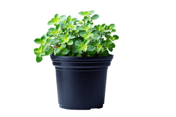Fresh oregano plant in dark pot