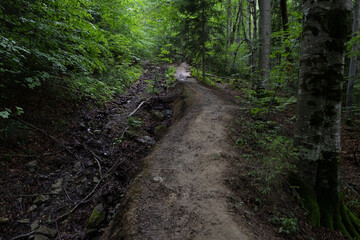 A narrow dirt trail winds through a dense, green forest with tall trees, moss, and roots exposed, alongside a small dry creek bed scattered with rocks