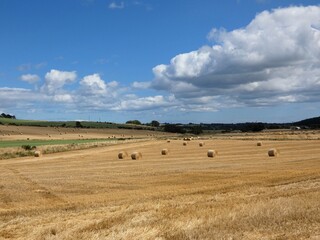 The golden field stretches across the foreground