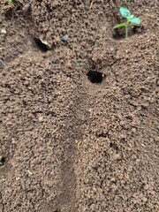 An ant nest an anthill, which is a visible sign of an underground ant colony.