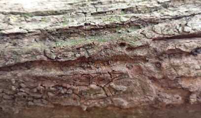 Brown tree trunk texture background