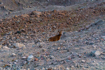 Ala-Archa Mountain goat stands among rugged rocks in alpine landscape. Adventure, trekking, climbing, hiking, mountaineering. Wildlife encounters in remote backcountry mountain tourism destinations