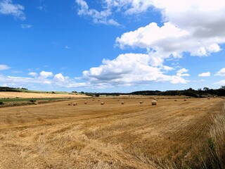 Fototapeta premium A few golden field stretches across the foreground
