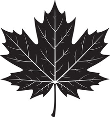 Fototapeta premium Detailed Maple Leaf Silhouette Vector Illustration on Transparent Backdrop for Design Projects