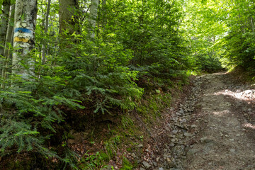 Obraz premium A narrow dirt trail winds through a dense, green forest with tall trees, moss, and roots exposed, alongside a small dry creek bed scattered with rocks