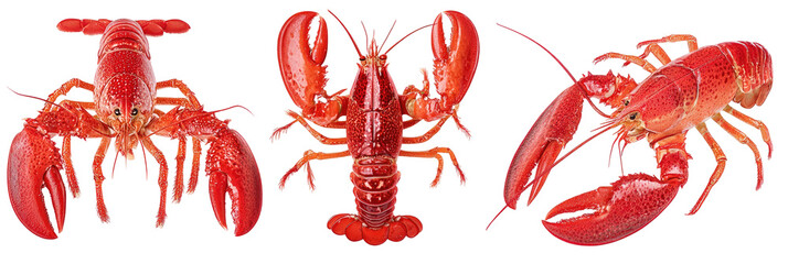 Three vibrant red lobsters arranged horizontally