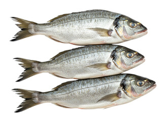 Fototapeta premium Three fresh whole sea bass. Cut out PNG