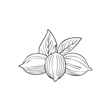 Hand Drawn Pecan Nuts and Leaves Outline Vector Illustration