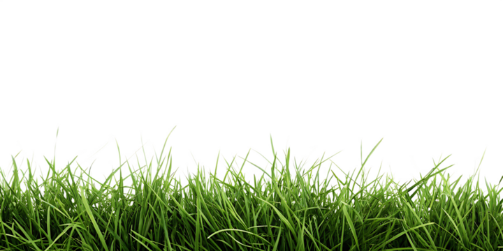 Lush green grass blades isolated on a transparent background