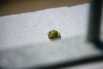 壁に張り付く小さな可愛いアマガエル