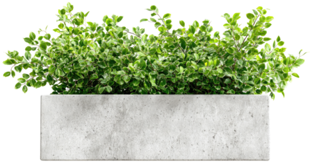 Light gray concrete planter filled with lush green foliage (1)