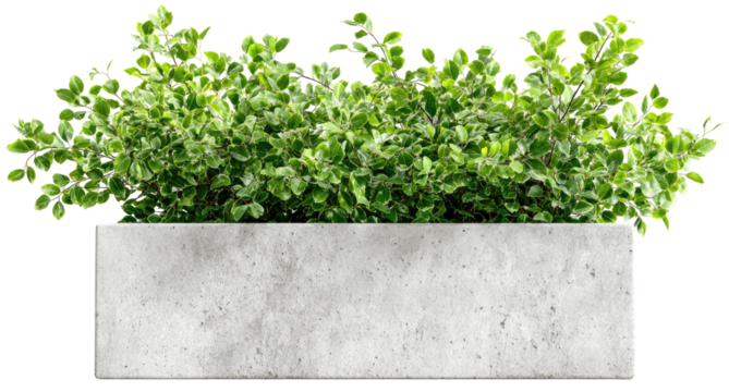 Light gray concrete planter filled with lush green foliage (1)