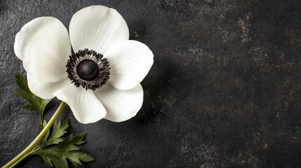 Elegant white flower with dark center and green leaves set against a textured black surface, perfect for showcasing beauty, nature, and artistry in design projects.