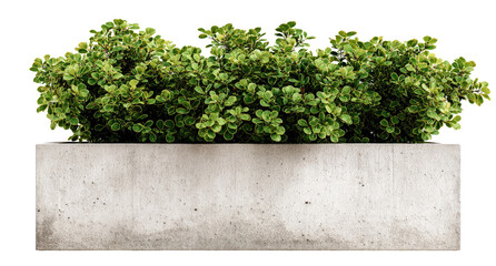 Concrete planter box filled with lush greenery