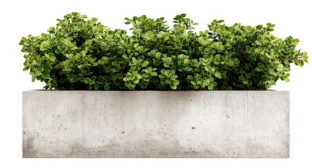 Concrete planter box filled with lush greenery