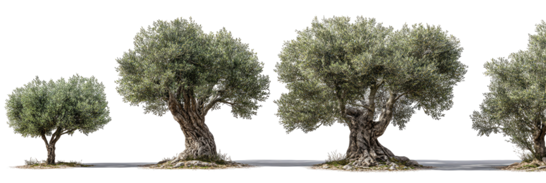 Four olive trees of varying heights stand along a paved road