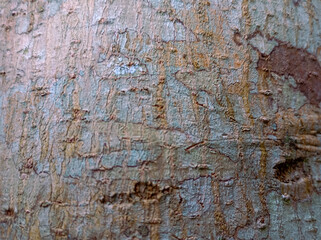 Close up tree bark texture background