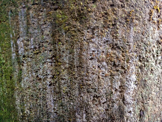 Moss on the cement wall background