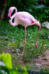 A closeup shot of Greater flamingos on ground