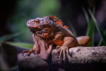 Closeup Green iguana sits on tree trunk.