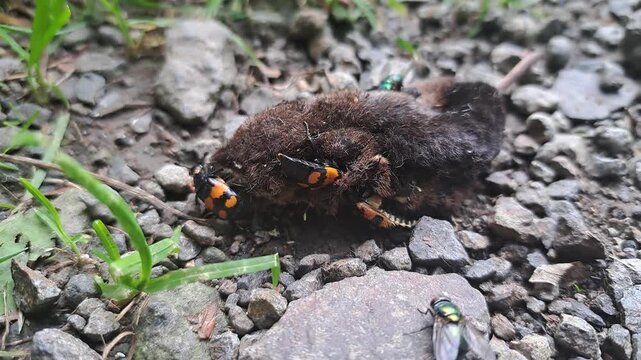 Schwarzh&ouml;rnige Totengr&auml;ber (Nicrophorus vespilloides) mit Schmarotzermilben (Poecilochirus carabi ) an toter Spitzmaus