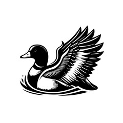 Obraz premium Elegant duck swimming gracefully on water isolated on white background