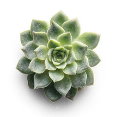 cactus in a pot isolated