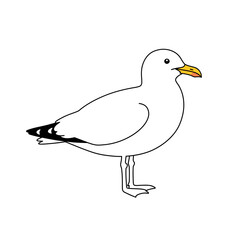 Seagull Standing on One Leg
