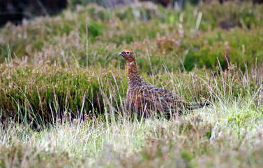 Lagopède d'Écosse,Lagopus scotica, Red Grouse