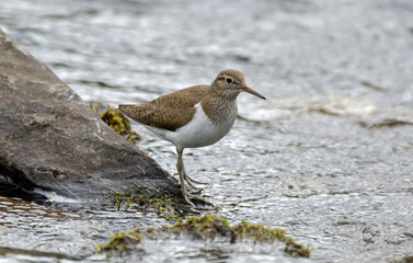 Chevalier guignette,Actitis hypoleucos, Common Sandpiper