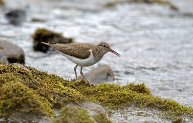 Chevalier guignette,Actitis hypoleucos, Common Sandpiper