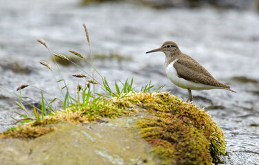 Chevalier guignette,Actitis hypoleucos, Common Sandpiper